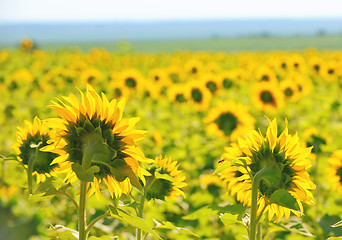 Image showing Filed of sunflowers 