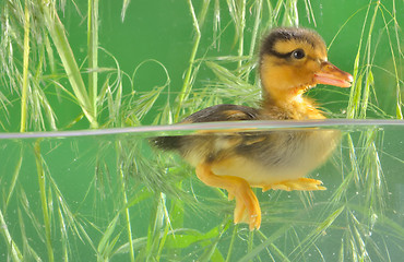 Image showing duckling swimming in aquarium