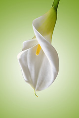 Image showing white calla