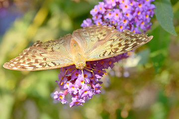 Image showing Monarch butterfly (Danaus plexippus) 