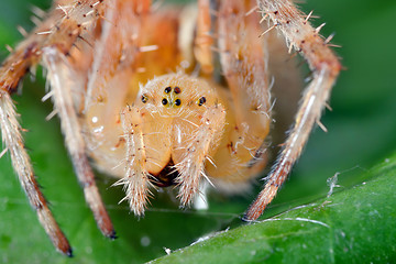 Image showing Macro shot of a  spider