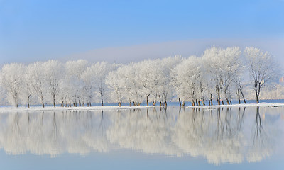 Image showing winter trees covered with frost