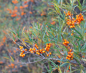 Image showing Branch with berries of sea buckthorn