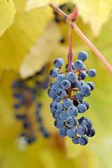 Image showing bunch of black grapes