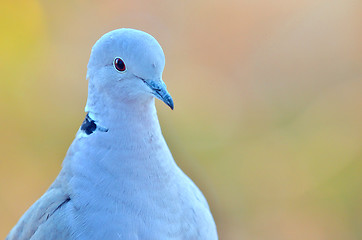 Image showing macro pigeon