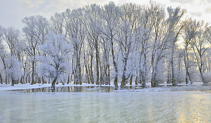 Image showing winter trees covered with frost