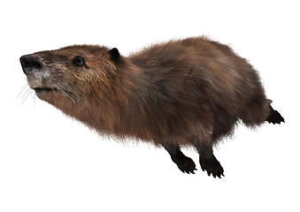 Image showing Beaver on White