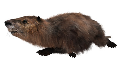 Image showing Beaver on White