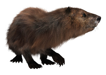 Image showing Beaver on White