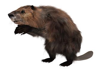 Image showing Beaver on White