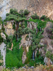 Image showing vegetation at Colca Canyon