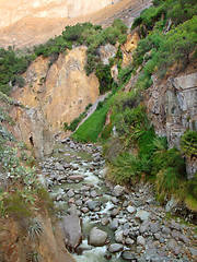 Image showing vegetation at Colca Canyon