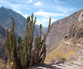 Image showing Colca Canyon