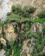 Image showing vegetation at Colca Canyon