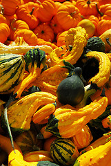 Image showing Pumpkins and gourds