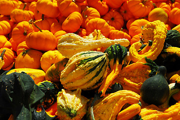 Image showing Pumpkins and gourds