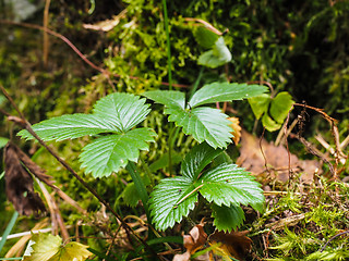 Image showing Wild green strawberry plant in forest over moss and lichen
