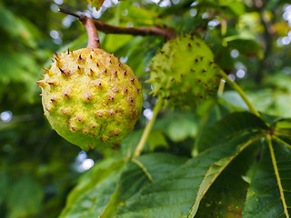 Image showing Closeup of unripe chestnut maturing on tree with fresh green lea