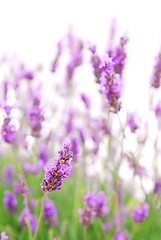 Image showing Lavender