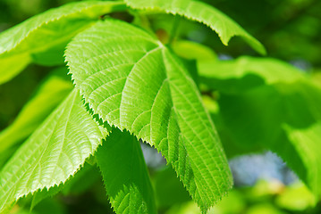 Image showing Green leaves