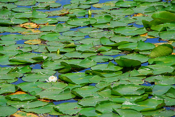 Image showing Water lilies