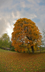 Image showing Autumn