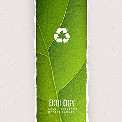 Image showing Green leaf texture under torn paper with recycling symbol. Vecto