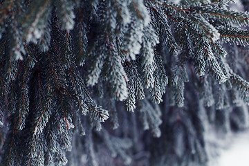 Image showing Fir tree with natural frost.