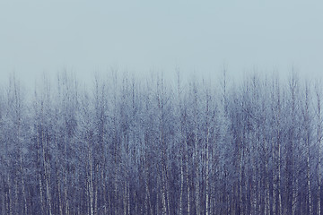 Image showing Birch trees covered in frost