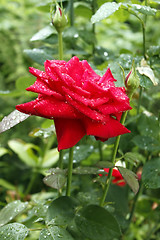 Image showing Rose with water droplets