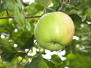 Image showing Apple with water droplets