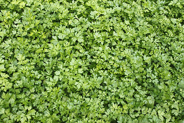 Image showing Green plants of leaf parsley