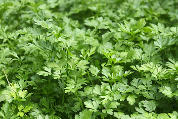 Image showing Green plants of parsley