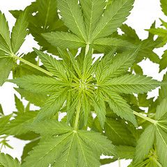 Image showing Marijuana plant