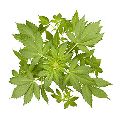 Image showing Marijuana plant