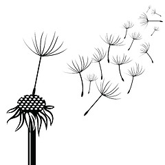 Image showing silhouette of dandelion