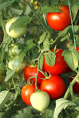 Image showing Bunch of red tomatoes in greenhouse