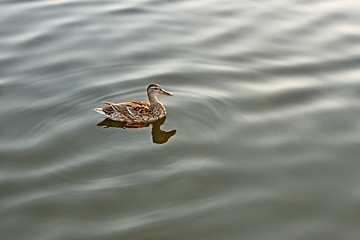 Image showing Lonely mallard on calm water