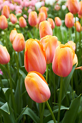 Image showing colourful Tulips in Keukenhof Flower Garden,The Netherlands