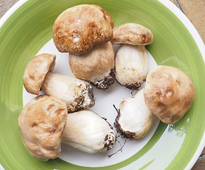 Image showing Porcini Mushroom