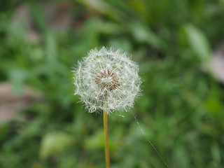 Image showing Dandelion flower