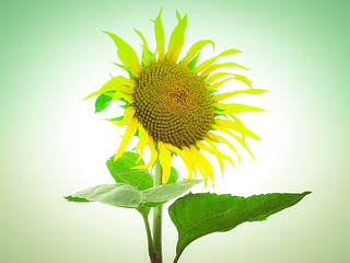 Image showing Retro look Sunflower flower