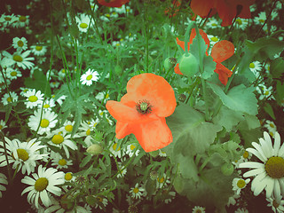 Image showing Retro look Papaver flower