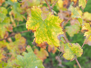 Image showing Vitis plant leaf