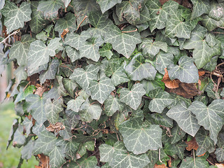 Image showing Ivy leaves