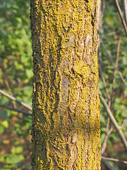 Image showing Tree bark