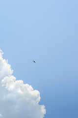 Image showing small swallow in deep blue sky