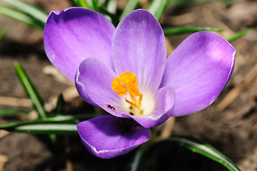 Image showing closeup of blossoming crocus
