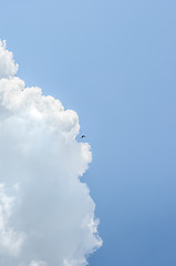 Image showing small swallow in deep blue sky