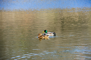 Image showing two ducks on the water